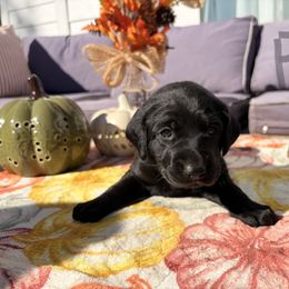 Grey - Black female Labrador Retriever puppy in Talking Rock, Georgia from Bethel Woods Kennels