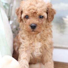 Cove - Red  male Goldendoodle puppy in Alamance County, North Carolina from Doodle Squad Puppies