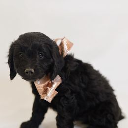 Inigo Montoya - Black male Goldendoodle puppy in Pleasant Grove, Utah from Canterbury Canines