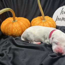 Girl 2 - White and black Dalmatian puppy in Haines City, Florida from Magnolia & Sullivan Dalmatians