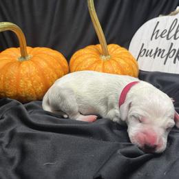 Girl 2 - White and black Dalmatian puppy in Haines City, Florida from Magnolia & Sullivan Dalmatians