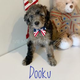 Goldendoodle Puppies from Ivie Mountain Doodles
