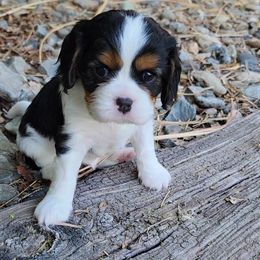 Cavalier King Charles Spaniels from Ruby Mountain Cavaliers
