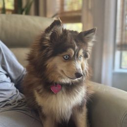 Ponyo - Pomsky
