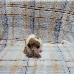 Lemon Boy - Lemon male Beagle puppy in New River, Arizona from Desert Mountain Dobermans
