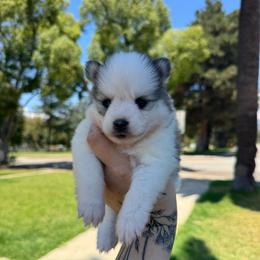 Dixie - Gray and white female Pomsky puppy in La Verne, California from Red Cedar Pomskies