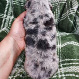 CKC NOAH - Dapple male Dachshund puppy in Swink, Oklahoma from Palali Farm