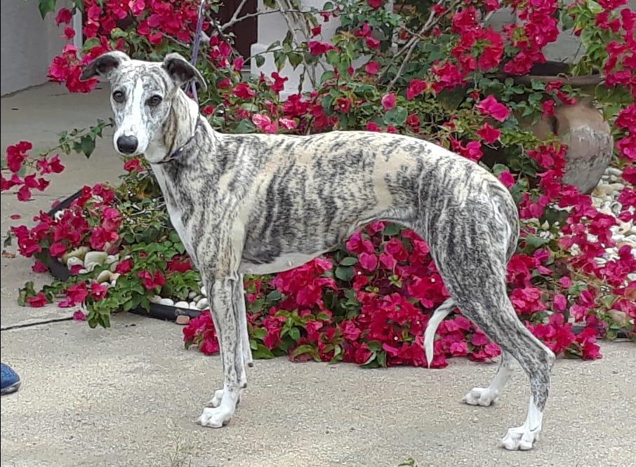 Merakiwhippets in Florida Whippet puppies Good Dog