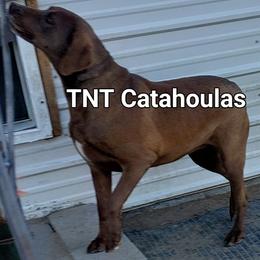 Cinnamon Girl - Red female Catahoula Leopard Dog puppy in Pavillion, Wyoming from TNT Catahoulas