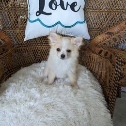 Chihuahua Puppies from Pampered Chihuahuas