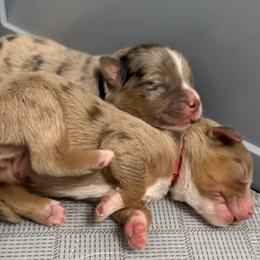 Flash - Blue merle male Miniature American Shepherd puppy in Tucson, Arizona from Outlaw Minis