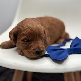 Cowboy - Red  male Goldendoodle puppy in Creston, Ohio from Mini Doodles Dandy