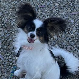 Papillon puppies from Mishmo's Shibas and Papillons