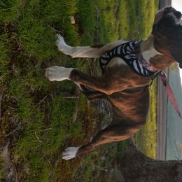 Boxer Puppies from Whynot Blue Ridge Mountain Boxer's