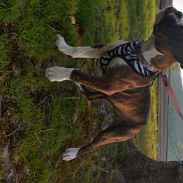 Boxer Puppies from Whynot Blue Ridge Mountain Boxer's