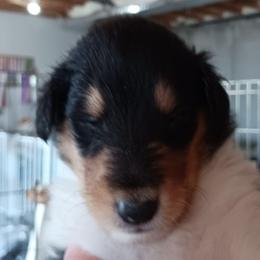 Kevin (Tri Boy 6) - Black white and tan male Collie puppy in Nunn, Colorado from Kingsgift Collies
