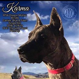 Karma - Great Dane