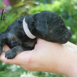 Bali - Phantom female Poodle puppy in Eugene, Oregon from Mount Zion Kennels
