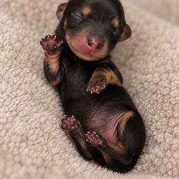 Cricket - Black and tan male Dachshund puppy in Riverton, Wyoming from Wild Rose Ridge Doxies