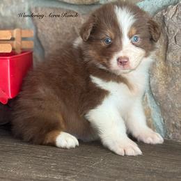 Bacon - Red tri-color male Australian Shepherd puppy in Chehalis, Washington from Wandering Acres Ranch