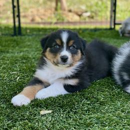 Birch - Black tri-color male Australian Shepherd puppy in Salinas, California from AA Aussies
