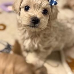 Fozzy - Champagne male Maltipoo puppy in Newport Beach, California from Exotic City Pomeranians and chihuahuas