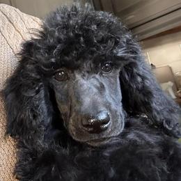 Emma - Black female Poodle puppy in Greenwich, New York from MizzElle’s Standard Poodles