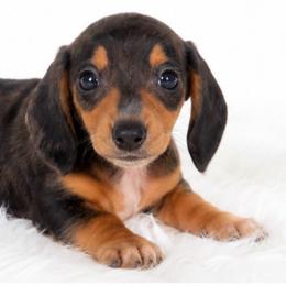 Majestic - Dapple female Dachshund puppy in Desloge, Missouri from Snows Doxies
