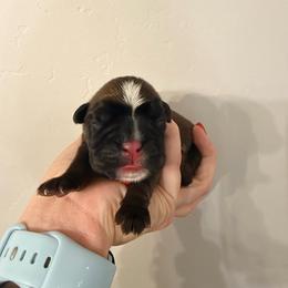Red - Fawn male Boxer puppy in West Haven, Utah from Shalyce's Boxers