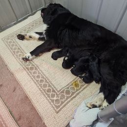 Female 2 - Black female Newfoundland puppy in Burfordville, Missouri from Umfleet Farms