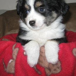 Toy Australian Shepherd Puppies from Jackie lutz