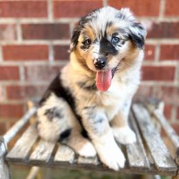 Dreamsicle - Blue merle female Australian Shepherd puppy in Jena, Louisiana from Diamond 5 Aussies