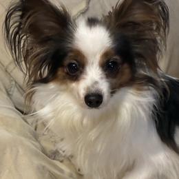 Cheryl - Papillon
