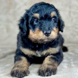 BPM2 - Black phantom male Aussiedoodle puppy in Prague, Oklahoma from Classic K9’s  Aussies & Doodles