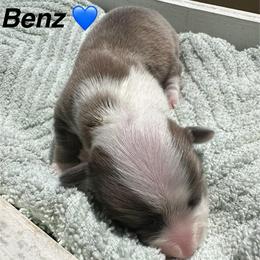 Benz - Blue male Pembroke Welsh Corgi puppy in Cashion, Oklahoma from Shabby Chic Corgis