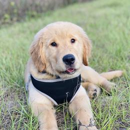 Golden Retriever Puppies from All shades Golden