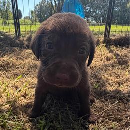 Leon - Chocolate male Labrador Retriever puppy in Carriere, Mississippi from Cajun Water Retrievers