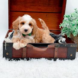 Kirby - Apricot male Goldendoodle puppy in North Carolina from NC Doodle Puppies