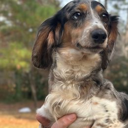 Arrow - Dachshund