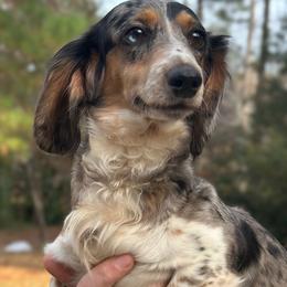 Arrow - Dachshund
