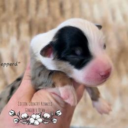 Jepperd - Blue merle male Miniature Australian Shepherd puppy in Vinemont, Alabama from Cotton Country Kennels