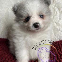 AKC BATMAN - Blue merle male Pomeranian puppy in Watkins Glen, New York from Wicked Spirits Pomeranians