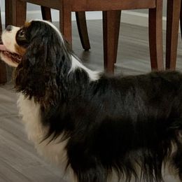 Cavalier King Charles Spaniels, Cavapoos, Miniature Pinschers, and Poodles from TNT Puppies