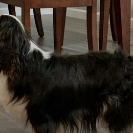 Cavalier King Charles Spaniels, Cavapoos, Miniature Pinschers, and Poodles from TNT Puppies