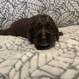 Cocker Spaniel Puppies from Hershey Sugar Rd Cockers