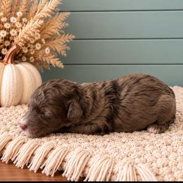 Boy 1 - Merle male Goldendoodle puppy in Charlotte, North Carolina from Hopeful Heart Doodles