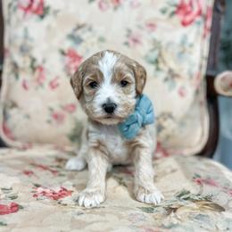 Light - Apricot male Goldendoodle puppy in Sulphur, Louisiana from Curly Q’s Of Carlyss
