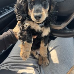 Dachshund and Pembroke Welsh Corgi Puppies from Three K Miniature Dachshunds