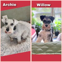 SaltGirl - Salt and pepper female Miniature Schnauzer puppy in Ferndale, Washington from Blackhorse Schnauzers Washington state