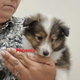 Phoenix - Sable & white male Toy Shetland Sheepdog puppy in Houston, Texas from LaLa's Lilliputian Lassies
